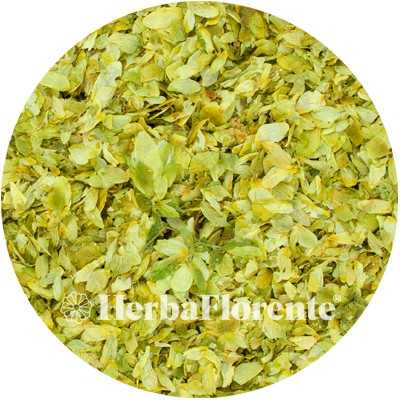 Hop - Humulus lupulus