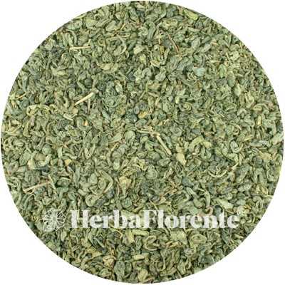 Green Tea - Gun Powder - Camellia sinensis