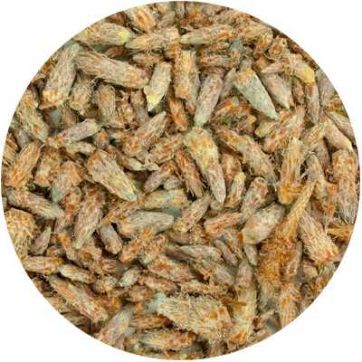 Pine (Seedlings) - Pinus silvestris