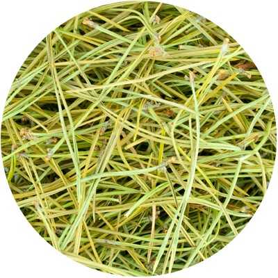 Pin sylvestre (Aiguilles) - Pinus silvestris