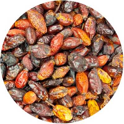 Dogrose - Rosa canina