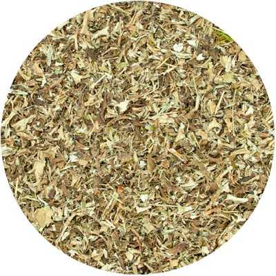 Islandmoos - Cetraria islandicus