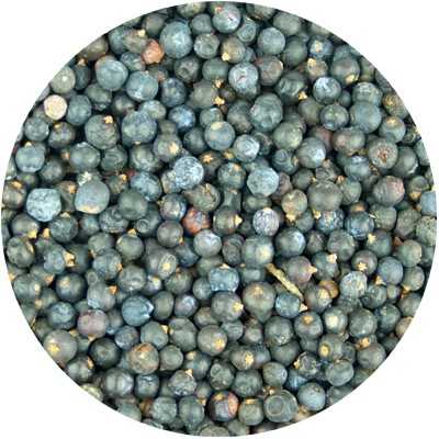 Baies de Genièvre - Juniper communis - Entières
