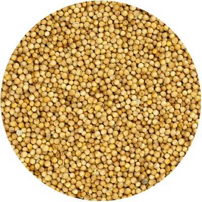 Koriander - Coriandrum sativum - Ganz