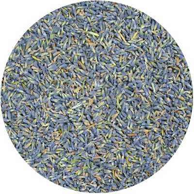 Lavande - Lavendula angustifolia