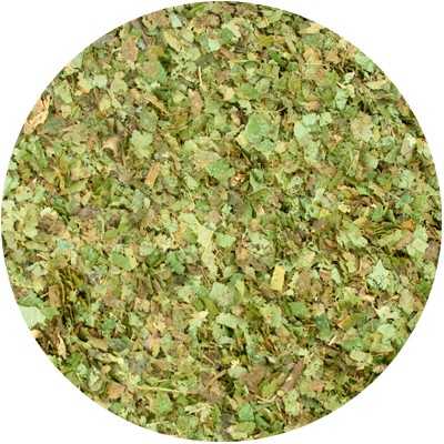 Witch Hazel (Leaf) - Hamamelis virginiana