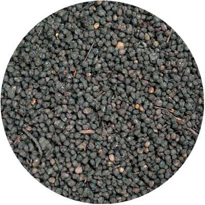 Elder - Sambuci nigri