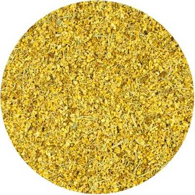 Vlier - Sambuci nigri