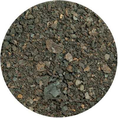 Schwarze Walnuss - Juglandis nigrum