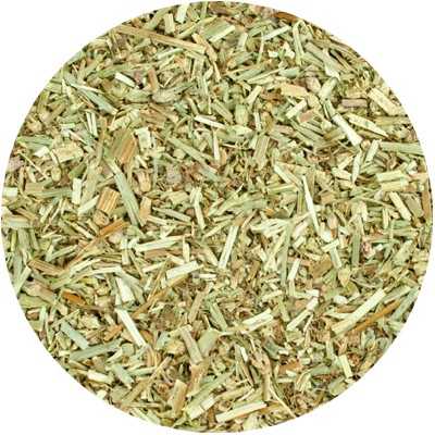 Chicory (Herb) - Cichorium Intybus