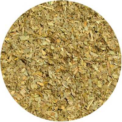 Ginkgo (Maidenhair tree) - Ginkgo bilobae - Cut