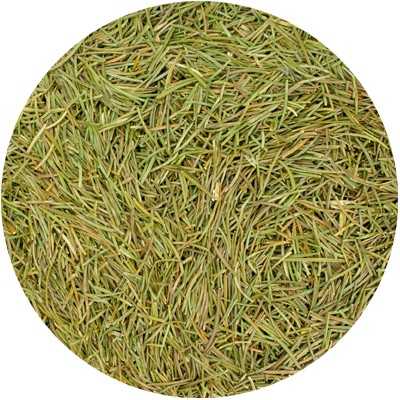 Fijnspar Naald Heel - Picea Abies Fol. Tot.