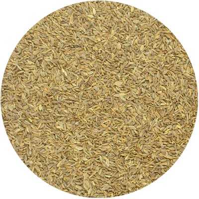 Aneth - Anethum graveolens