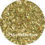 Goldenrod - Solidago virgaurea - Cut