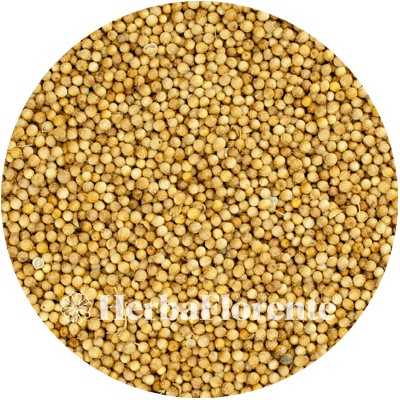 Coriander - Coriandrum sativum - Whole