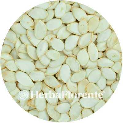 Pumpkin Seeds - Cucurbitae incortis