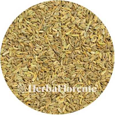 Fennel - Foeniculum vulgare - Whole